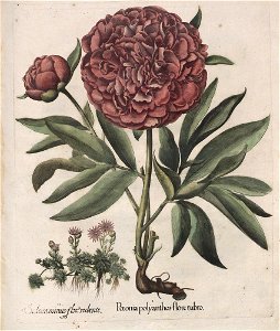 Hortus Eystettensis, 1613 (KU 2894-1 325) -Verna,6,8