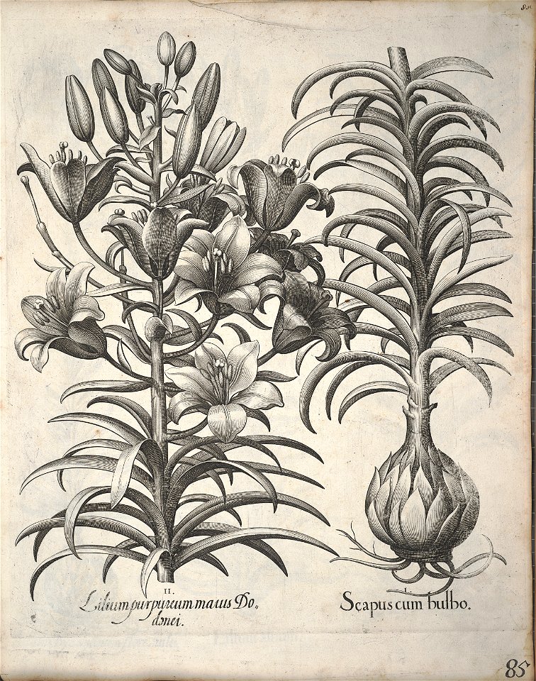 Hortus Eystettensis, 1640 (BHL 45339 096) - Classis Verna 85