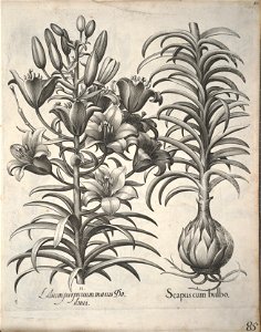 Hortus Eystettensis, 1640 (BHL 45339 096) - Classis Verna 85