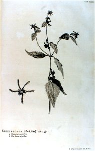 Hortus Cliffortianus-Sigesbeckia