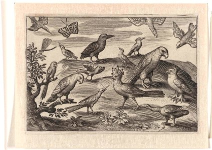 Hop en andere vogels