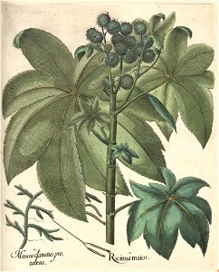 Hortus Eystettensis, 1613 (KU 2894-2 344) -Aestiva,8,12