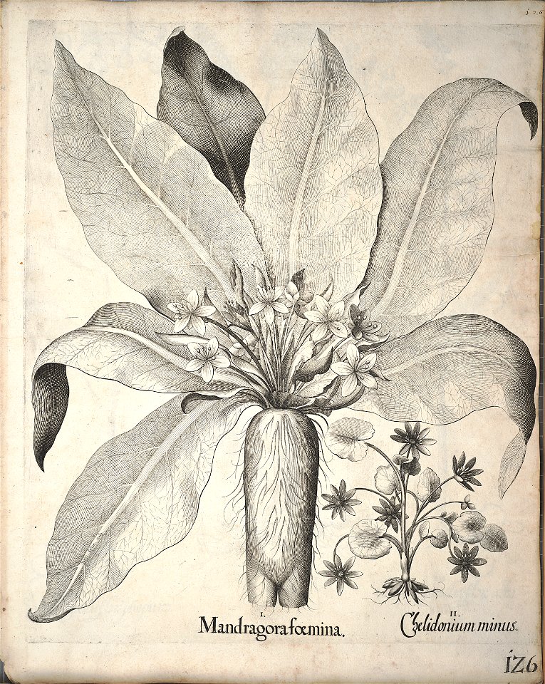 Hortus Eystettensis, 1640 (BHL 45339 137) - Classis Verna 126