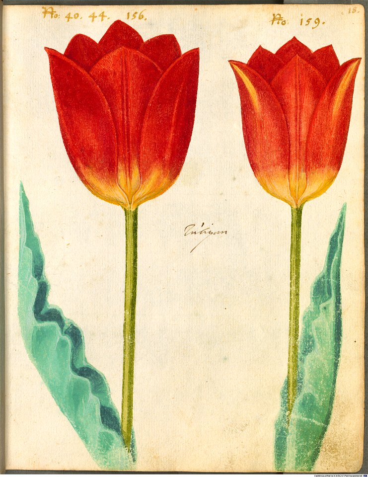 Hortulus Monheimensis - 047