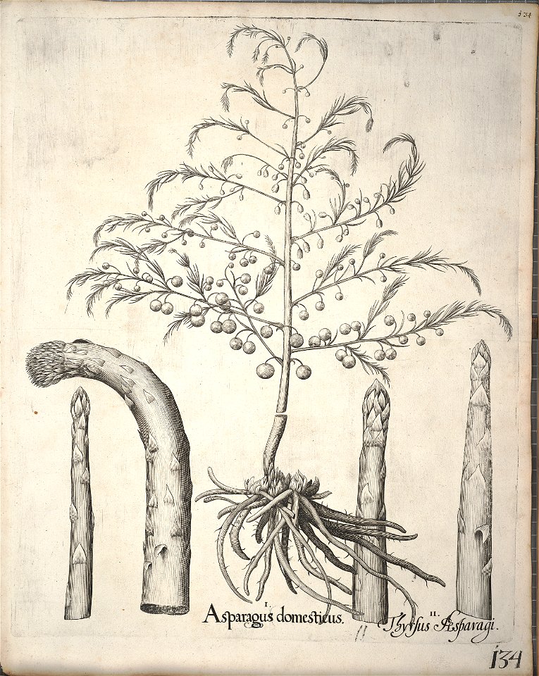 Hortus Eystettensis, 1640 (BHL 45339 145) - Classis Verna 134