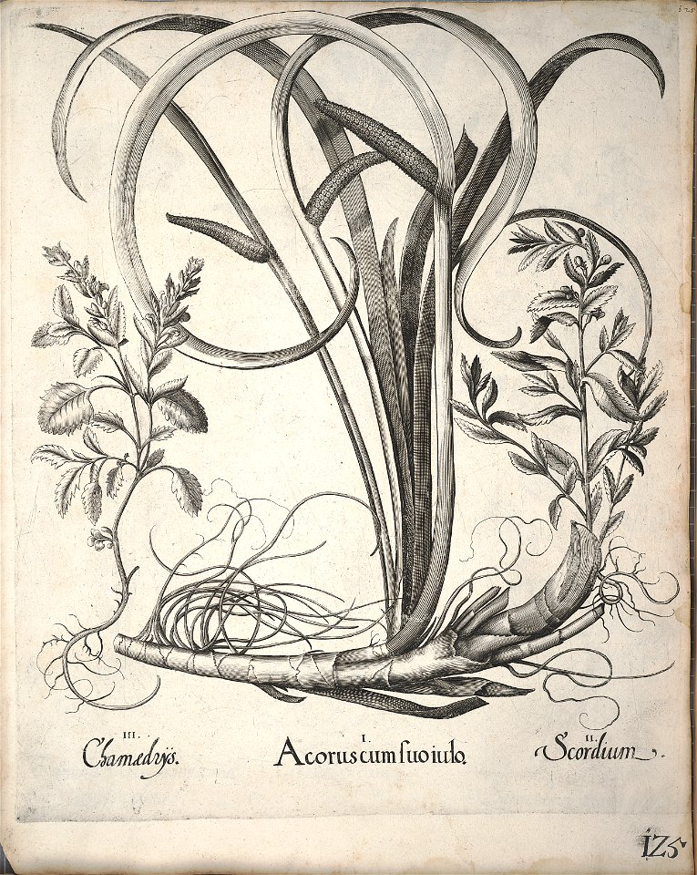 Hortus Eystettensis, 1640 (BHL 45339 136) - Classis Verna 125