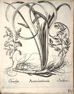 Hortus Eystettensis, 1640 (BHL 45339 136) - Classis Verna 125