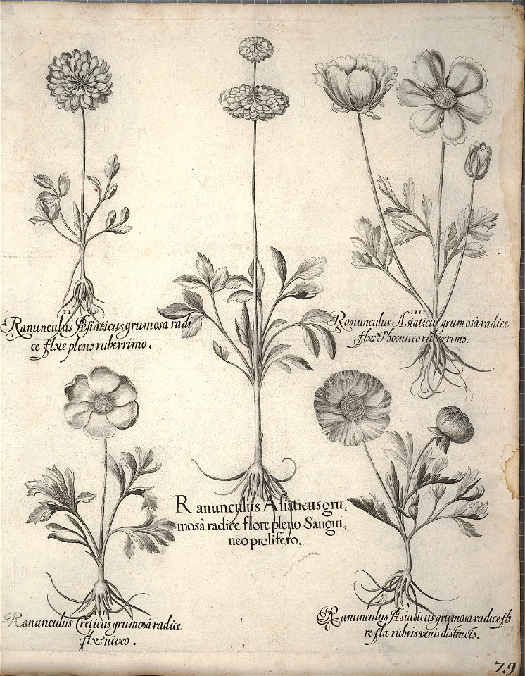 Hortus Eystettensis, 1640 (BHL 45339 040) - Classis Verna 29