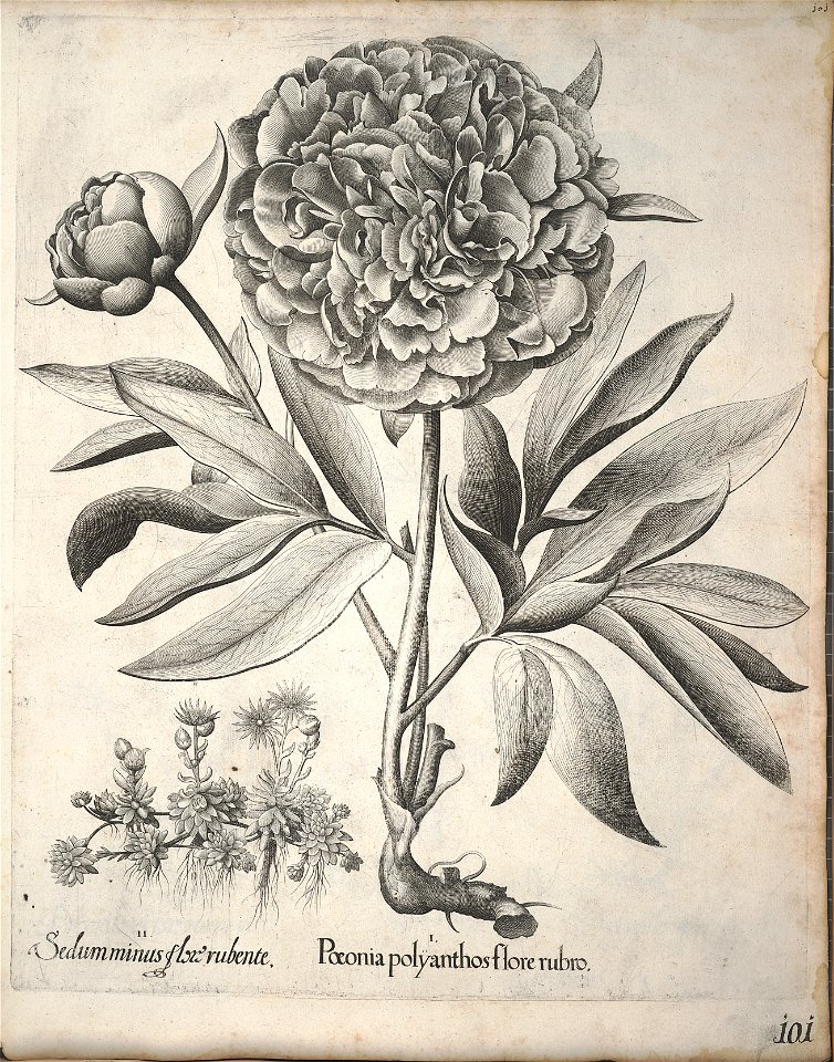Hortus Eystettensis, 1640 (BHL 45339 112) - Classis Verna 101