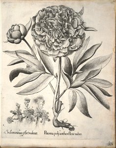 Hortus Eystettensis, 1640 (BHL 45339 112) - Classis Verna 101