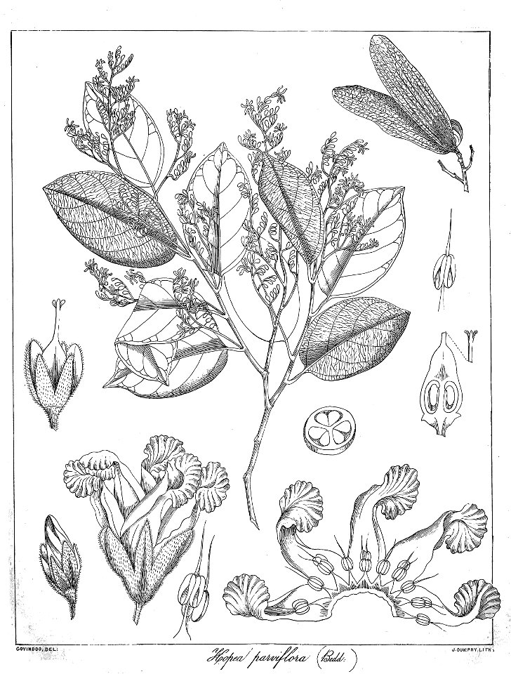 Hopea parviflora Govindoo