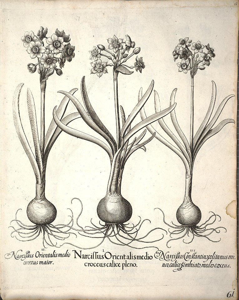 Hortus Eystettensis, 1640 (BHL 45339 072) - Classis Verna 61