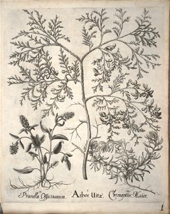 Hortus Eystettensis, 1640 (BHL 45339 153) - Classis Aestiva 1