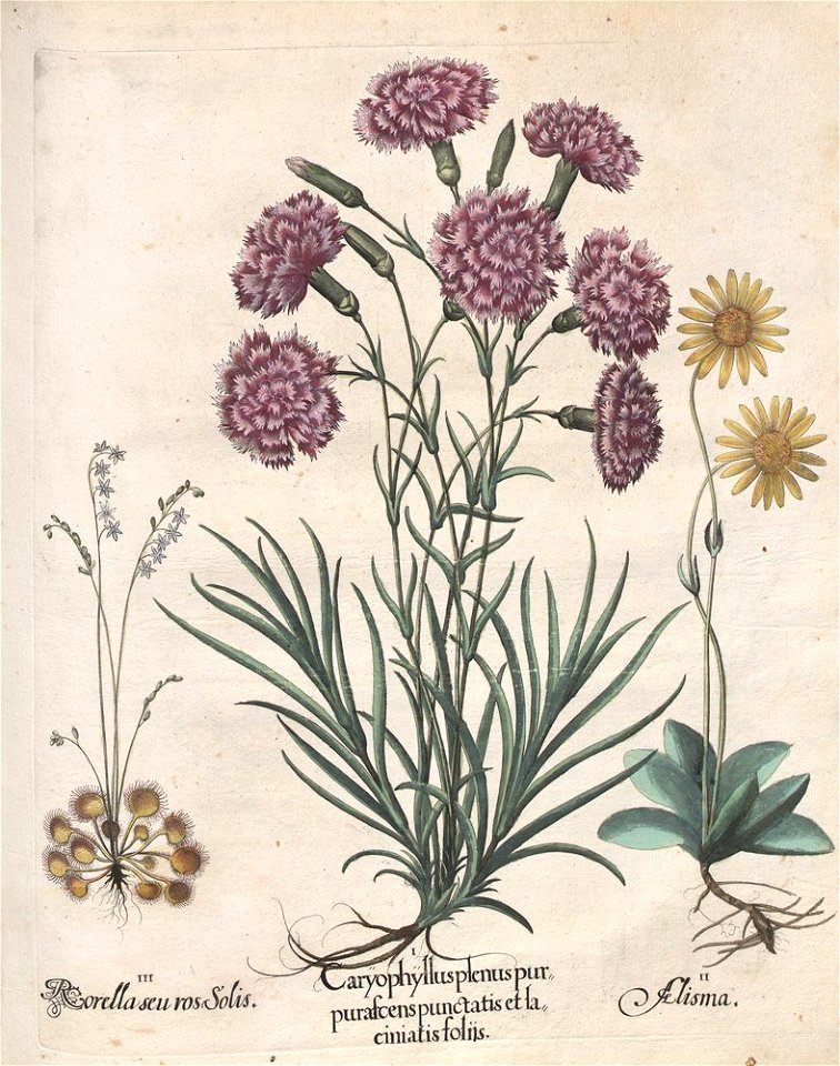 Hortus Eystettensis, 1613 (KU 2894-3 155) -Aestiva,14,8