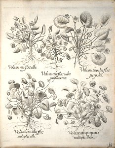 Hortus Eystettensis, 1640 (BHL 45339 029) - Classis Verna 18