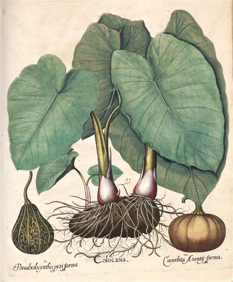 Hortus Eystettensis, 1613 (KU 2894-3 277) -Autumnalis,3,2