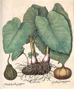 Hortus Eystettensis, 1613 (KU 2894-3 277) -Autumnalis,3,2