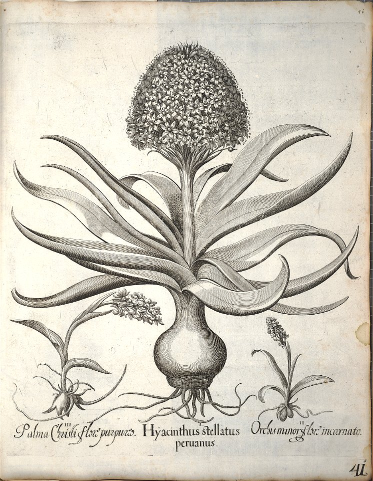 Hortus Eystettensis, 1640 (BHL 45339 052) - Classis Verna 41