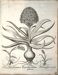 Hortus Eystettensis, 1640 (BHL 45339 052) - Classis Verna 41