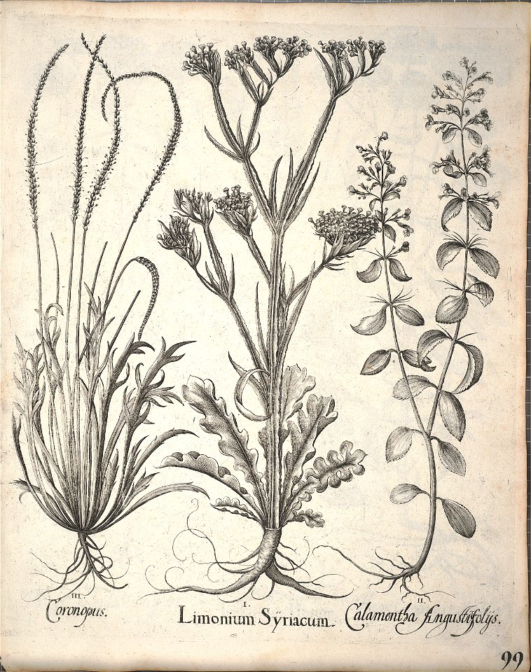 Hortus Eystettensis, 1640 (BHL 45339 251) - Classis Aestiva 99