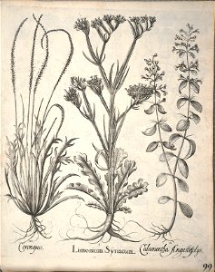 Hortus Eystettensis, 1640 (BHL 45339 251) - Classis Aestiva 99