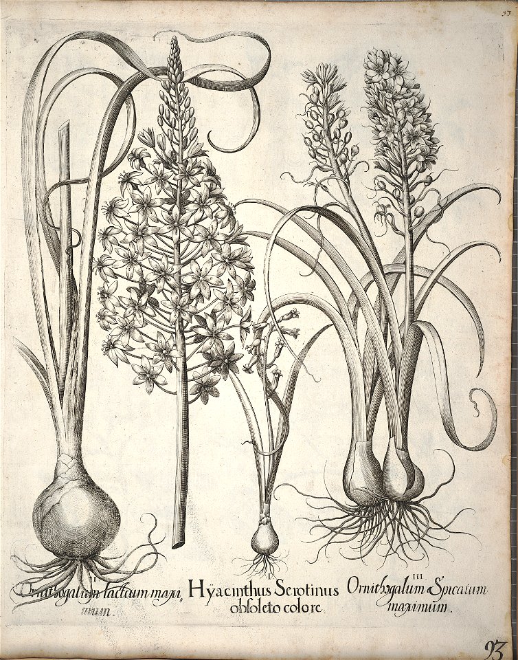 Hortus Eystettensis, 1640 (BHL 45339 104) - Classis Verna 93