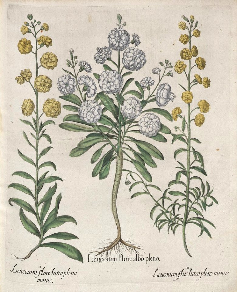 Hortus Eystettensis, 1613 (KU 2894-2 103) -Aestiva,2,4
