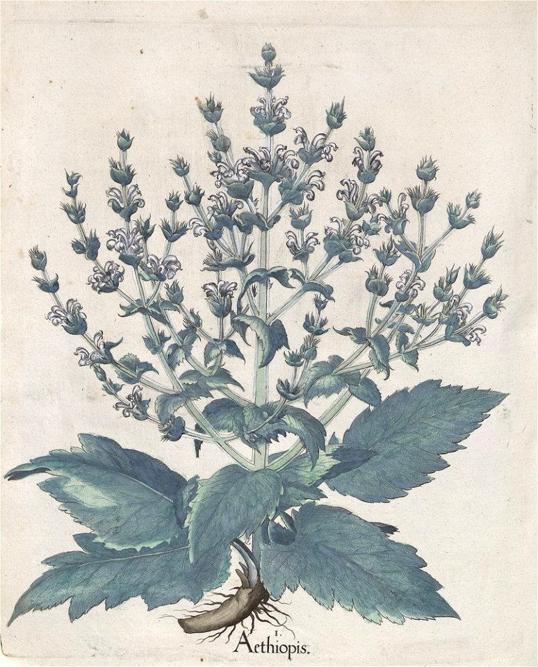 Hortus Eystettensis, 1613 (KU 2894-2 317) -Aestiva,8,3