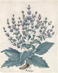 Hortus Eystettensis, 1613 (KU 2894-2 317) -Aestiva,8,3