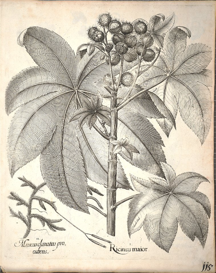 Hortus Eystettensis, 1640 (BHL 45339 267) - Classis Aestiva 115