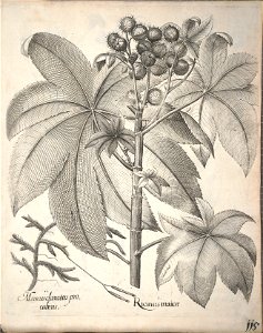 Hortus Eystettensis, 1640 (BHL 45339 267) - Classis Aestiva 115