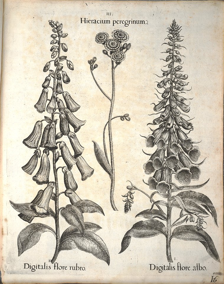 Hortus Eystettensis, 1640 (BHL 45339 168) - Classis Aestiva 16