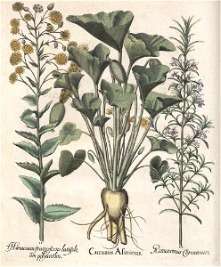 Hortus Eystettensis, 1613 (KU 2894-3 070) -Aestiva,12,1