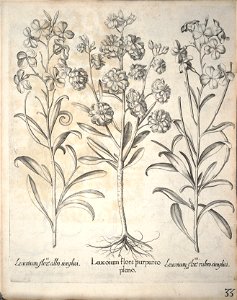 Hortus Eystettensis, 1640 (BHL 45339 185) - Classis Aestiva 33