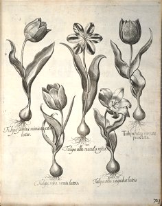 Hortus Eystettensis, 1640 (BHL 45339 085) - Classis Verna 74
