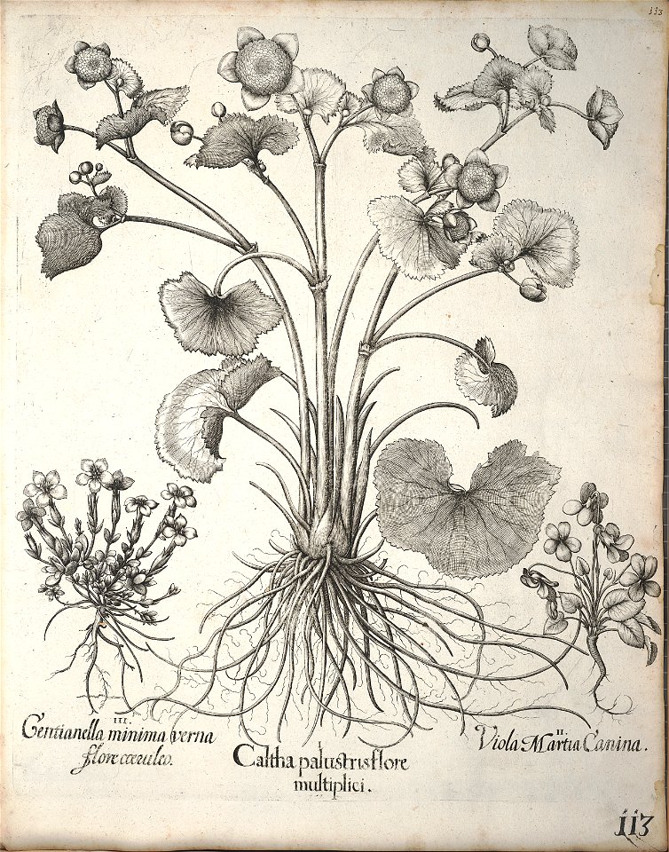Hortus Eystettensis, 1640 (BHL 45339 124) - Classis Verna 113