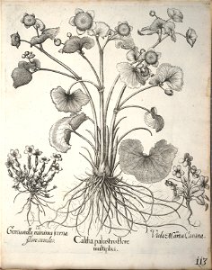 Hortus Eystettensis, 1640 (BHL 45339 124) - Classis Verna 113