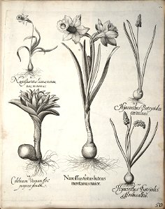 Hortus Eystettensis, 1640 (BHL 45339 061) - Classis Verna 50