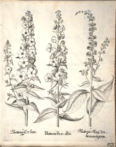 Hortus Eystettensis, 1640 (BHL 45339 284) - Classis Aestiva 132