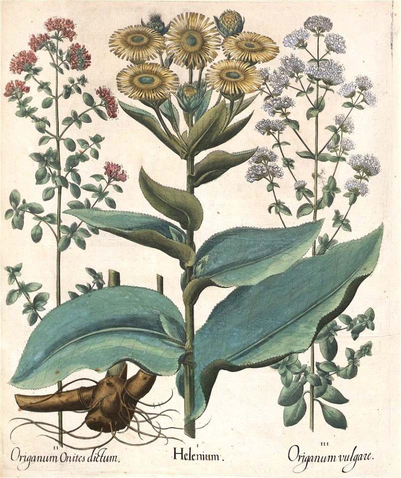 Hortus Eystettensis, 1613 (KU 2894-3 246) -Autumnalis,2,5