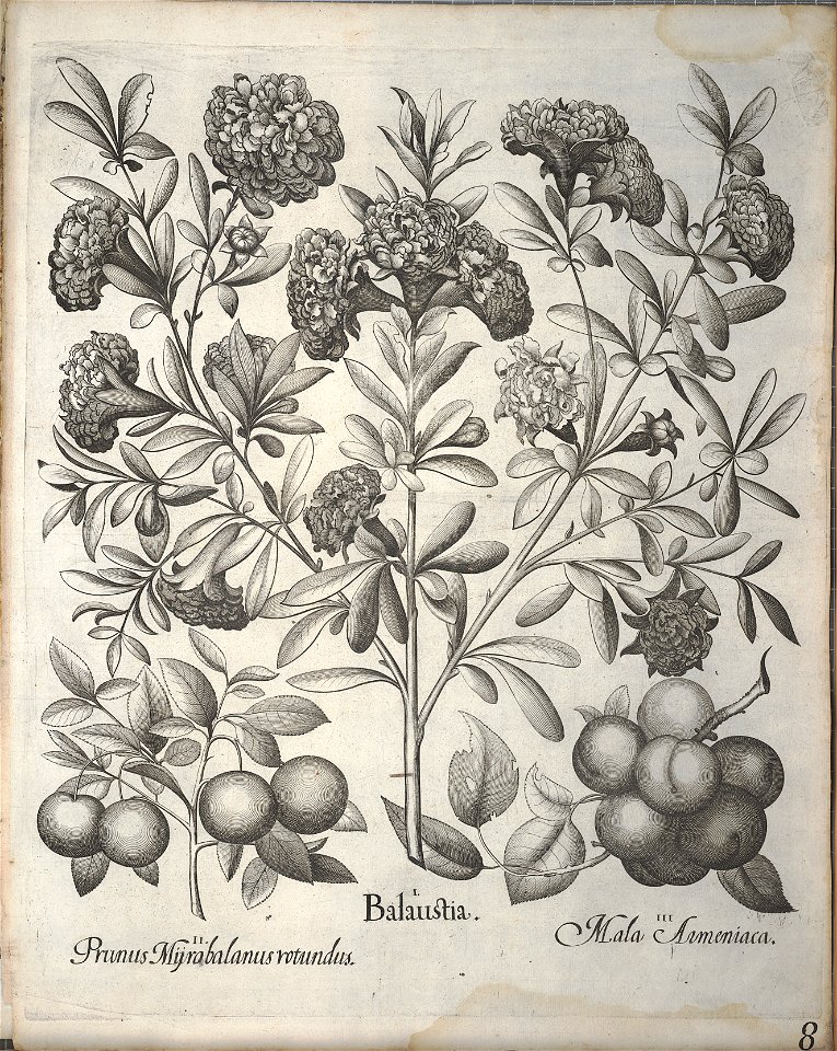 Hortus Eystettensis, 1640 (BHL 45339 160) - Classis Aestiva 8
