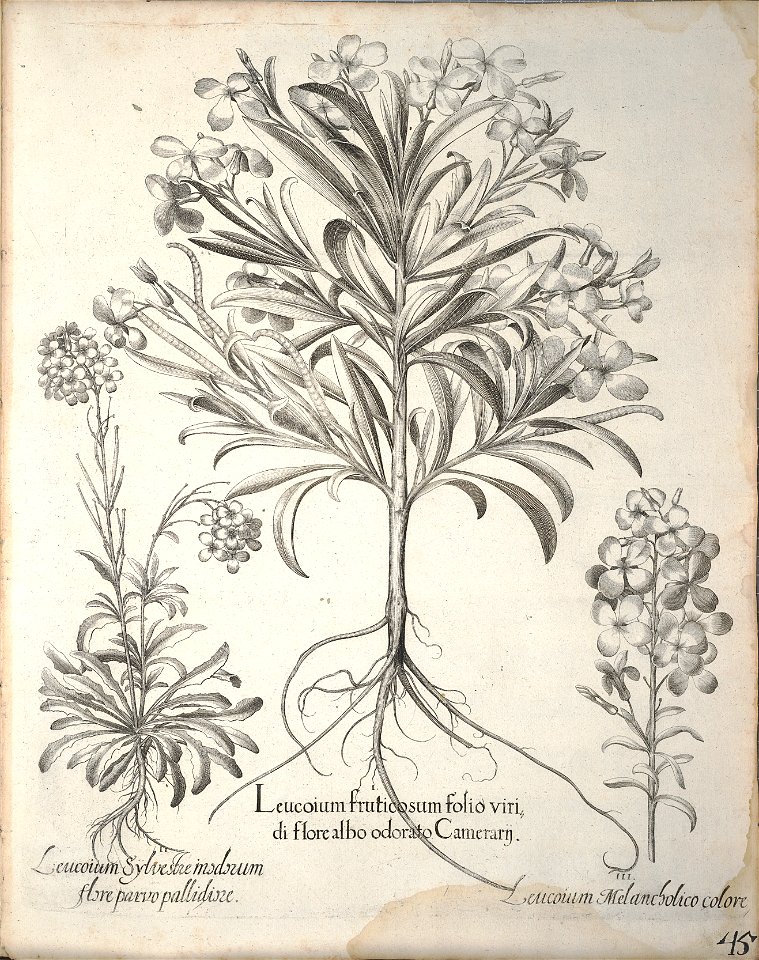 Hortus Eystettensis, 1640 (BHL 45339 197) - Classis Aestiva 45