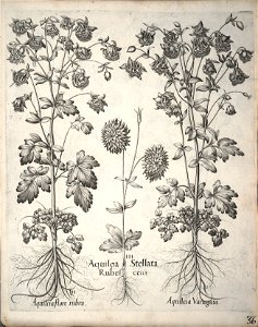 Hortus Eystettensis, 1640 (BHL 45339 188) - Classis Aestiva 36