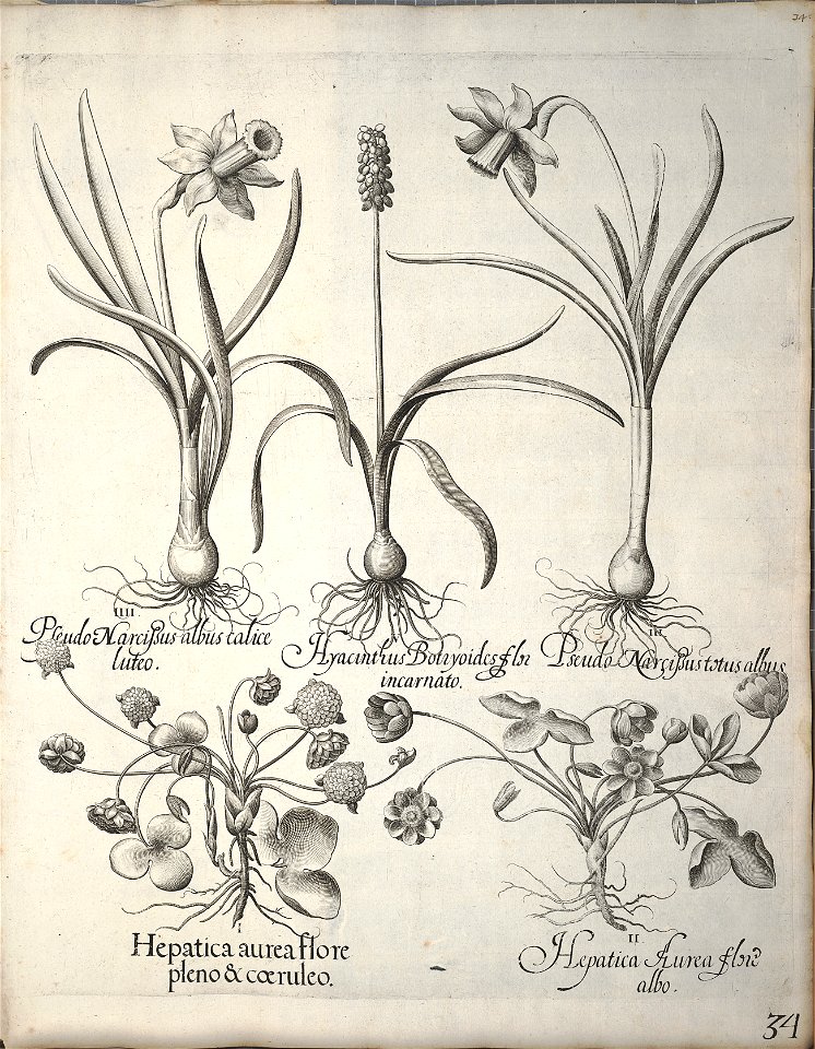 Hortus Eystettensis, 1640 (BHL 45339 045) - Classis Verna 34
