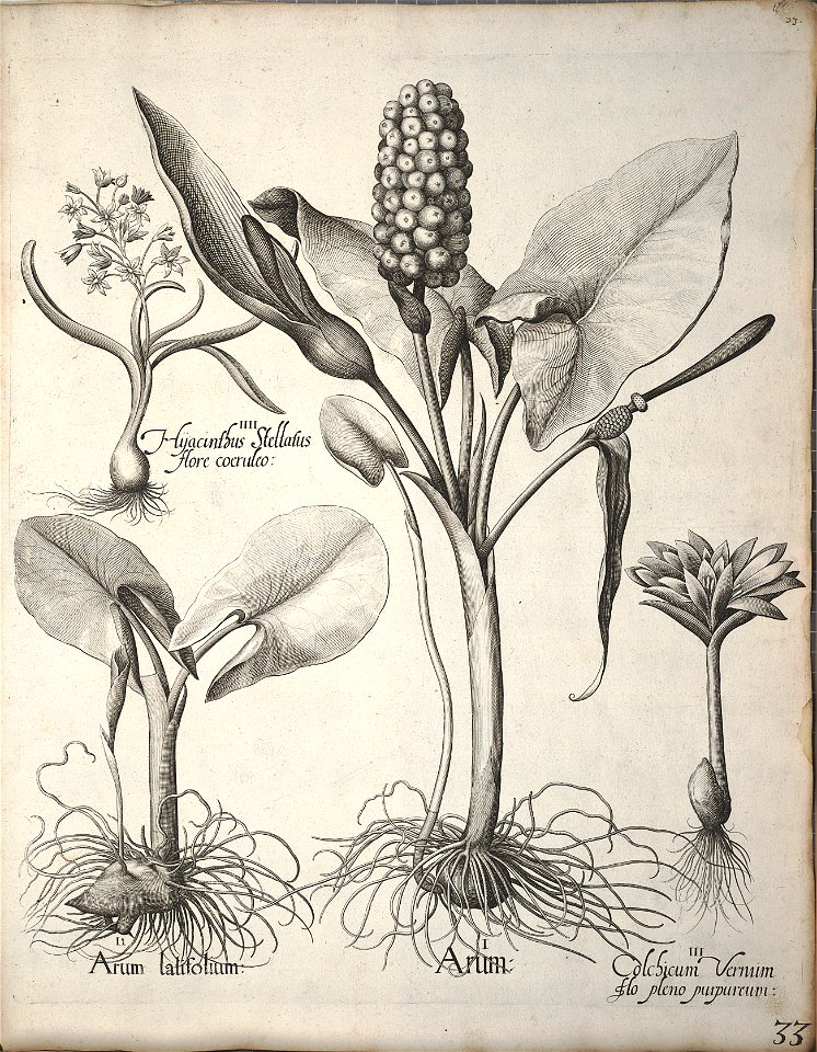 Hortus Eystettensis, 1640 (BHL 45339 044) - Classis Verna 33
