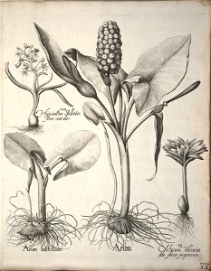 Hortus Eystettensis, 1640 (BHL 45339 044) - Classis Verna 33