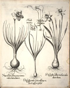 Hortus Eystettensis, 1640 (BHL 45339 073) - Classis Verna 62