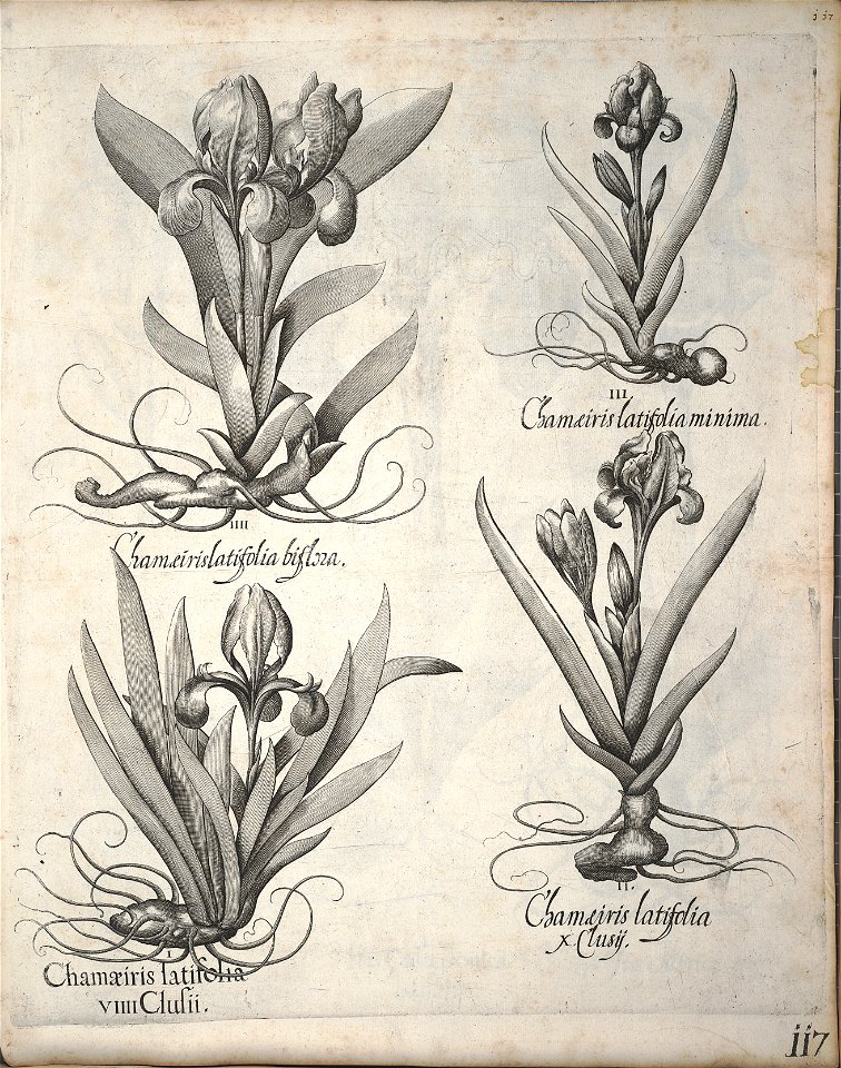 Hortus Eystettensis, 1640 (BHL 45339 128) - Classis Verna 117