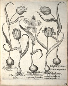 Hortus Eystettensis, 1640 (BHL 45339 084) - Classis Verna 73