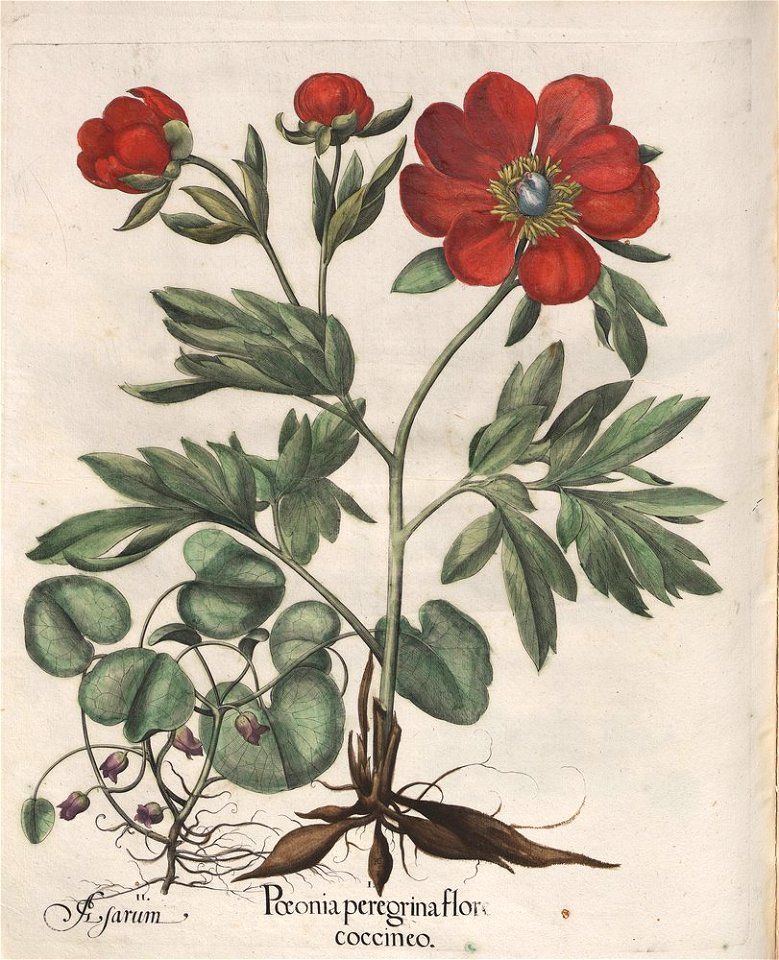 Hortus Eystettensis, 1613 (KU 2894-1 328) -Verna,6,9